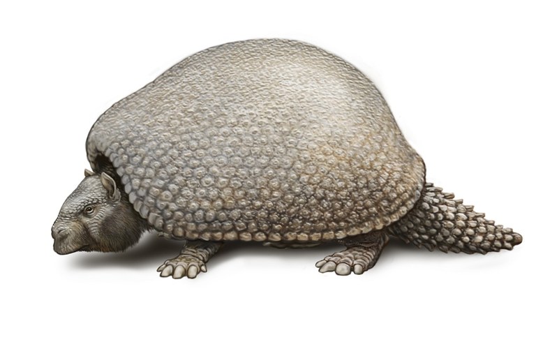 an extinct glyptodonts